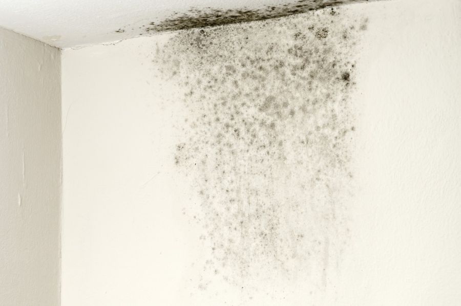 Mold Remediation by Top-Notch Restoration